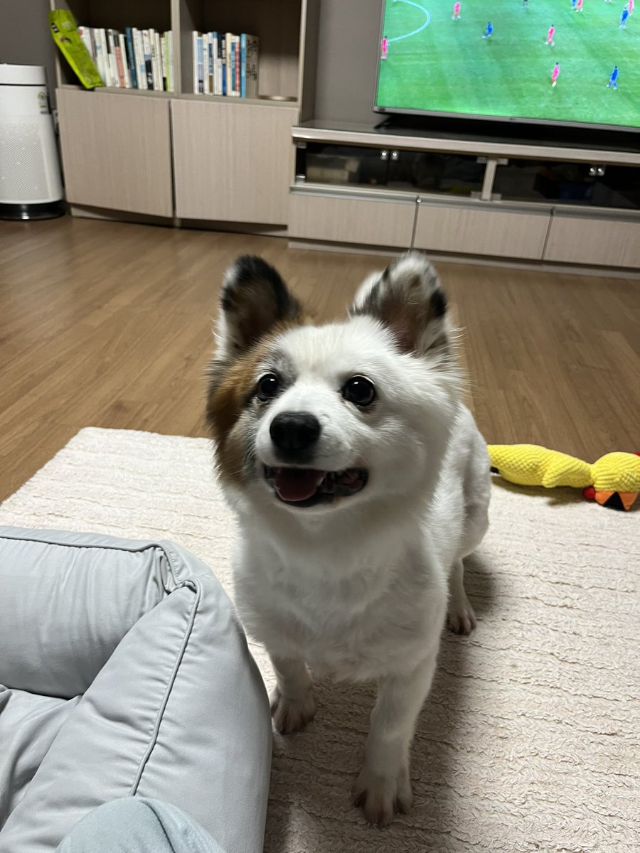 doggy_fall's tweet photo. 축구는 모르겠고
그저 장난감밖에 안 보이는 댕댕 https://t.co/In1KVl44vd