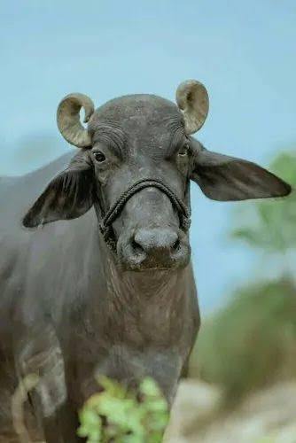 Abhijit Iyer-Mitra tweet media