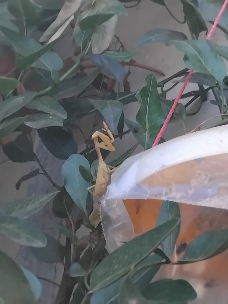 Justin_Osburn's tweet photo. Our praying mantis has found the perfect hunting spot at the door to the fly trap. https://t.co/u9aBzDJpTE