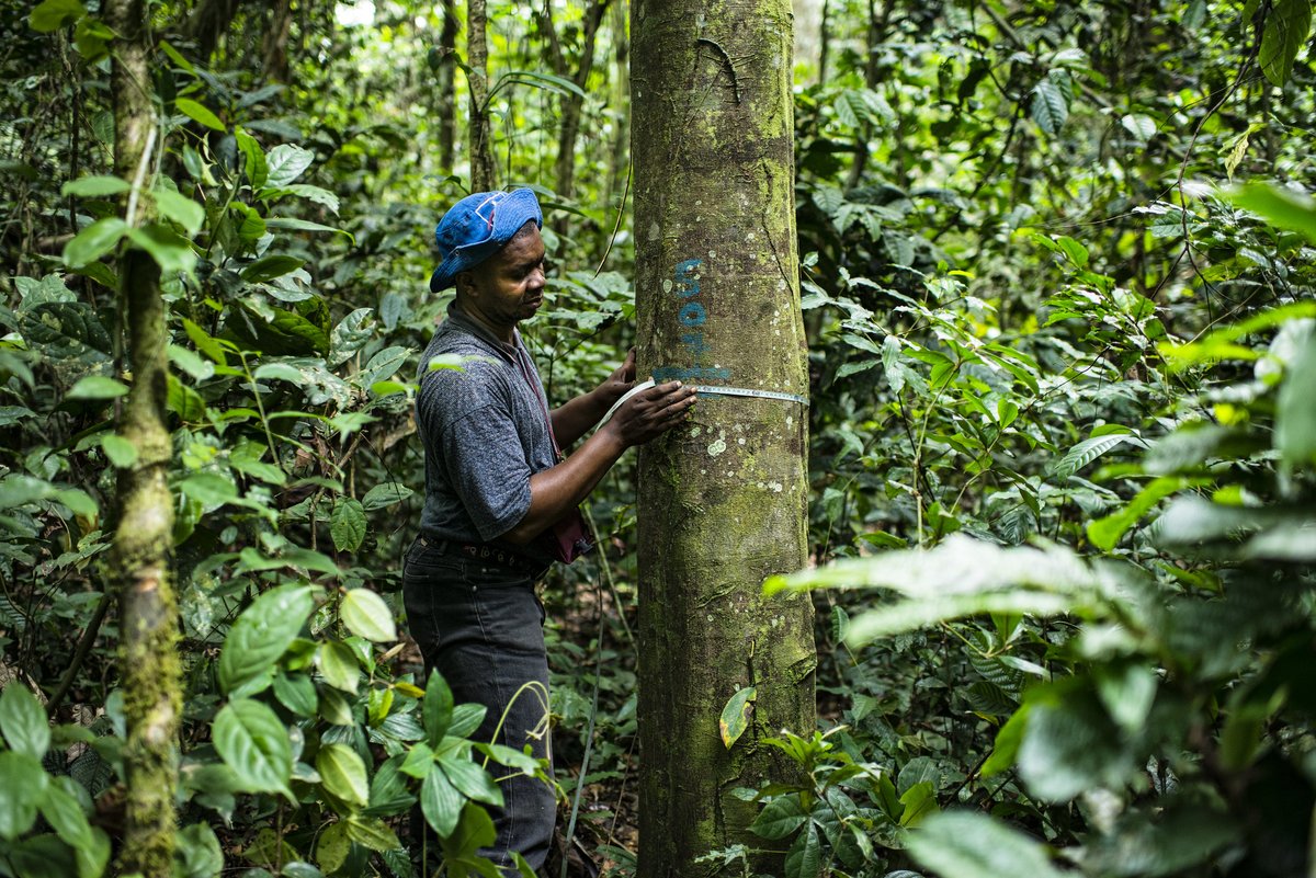 Happy #IntlForestDay!

DYK 10 REDAA projects are working to restore forest ecosystems?

Through community empowerment &amp; sustainable practices, these projects enhance livelihoods &amp; climate resilience while promoting environmental &amp; social justice.

Explore: redaa.org/grantees