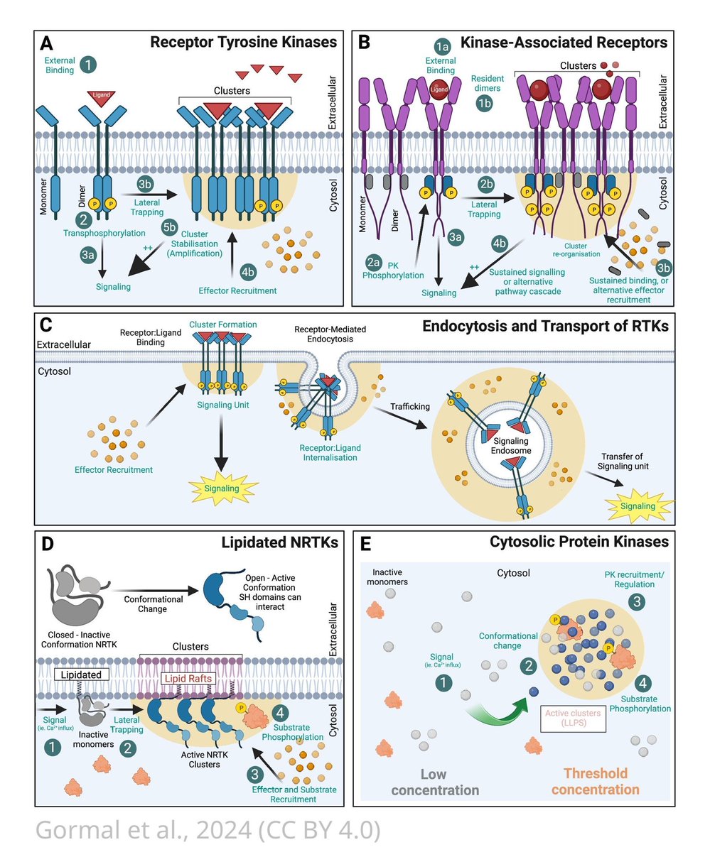eLife's tweet photo. Location, location, location: Protein kinase nanoclustering for optimised signalling output. https://t.co/8RyMFSVbN5 https://t.co/P20hjzh49a