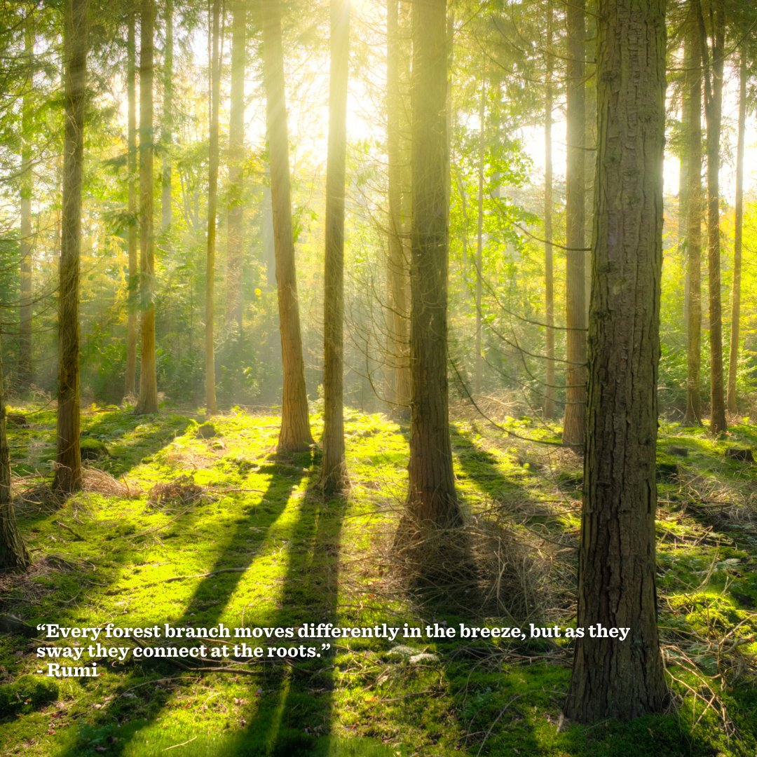 SierraClub's tweet photo. 🌲🌳 Today is #InternationalDayofForests! 🌳🌲

Science has confirmed the unparalleled ability of mature &amp; old growth trees to absorb and store carbon pollution. Latest studies show that the carbon-absorbing abilities of trees only increase as they age! https://t.co/l5zqbGLuio