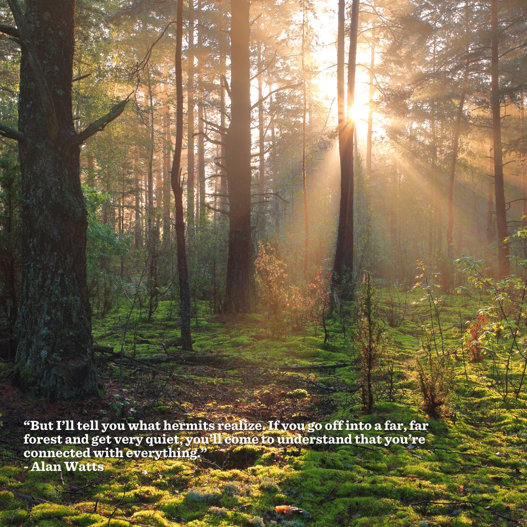 SierraClub's tweet photo. 🌲🌳 Today is #InternationalDayofForests! 🌳🌲

Science has confirmed the unparalleled ability of mature &amp; old growth trees to absorb and store carbon pollution. Latest studies show that the carbon-absorbing abilities of trees only increase as they age! https://t.co/l5zqbGLuio