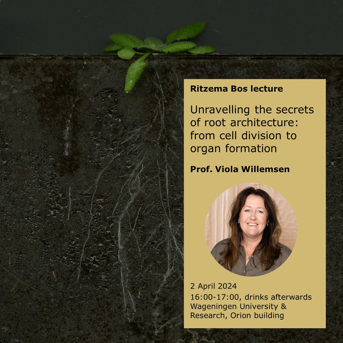 🌱 The @RitzemaBos lectures are back! @ViolaWillemsen, professor at the Laboratory of Cell and Developmental Biology, will kick off with a lecture on Unravelling the secrets of root architecture: from cell division to organ formation. Register here 👉 ritzemaboslectures.com