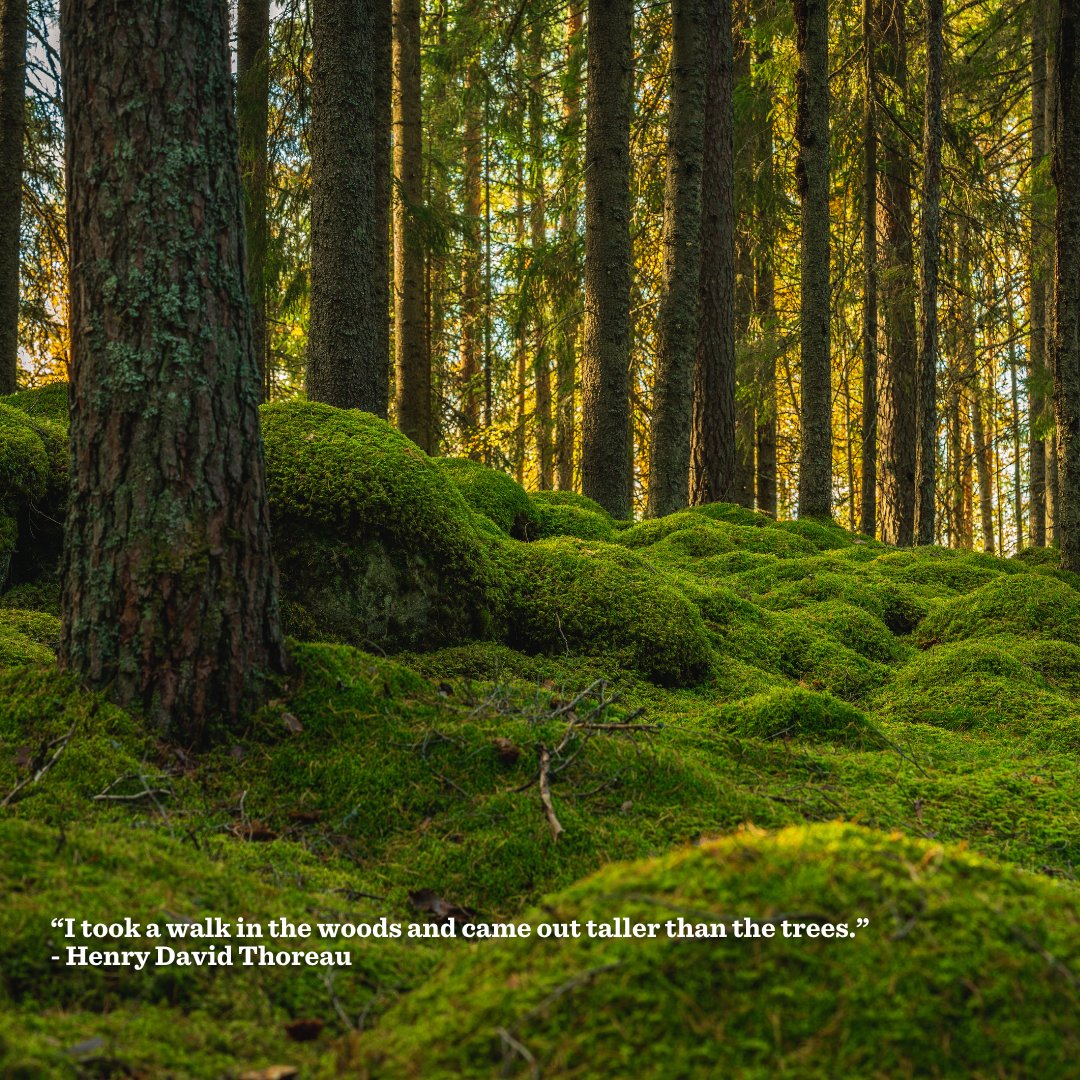 🌲🌳 Today is #InternationalDayofForests! 🌳🌲

Science has confirmed the unparalleled ability of mature &amp; old growth trees to absorb and store carbon pollution. Latest studies show that the carbon-absorbing abilities of trees only increase as they age!
