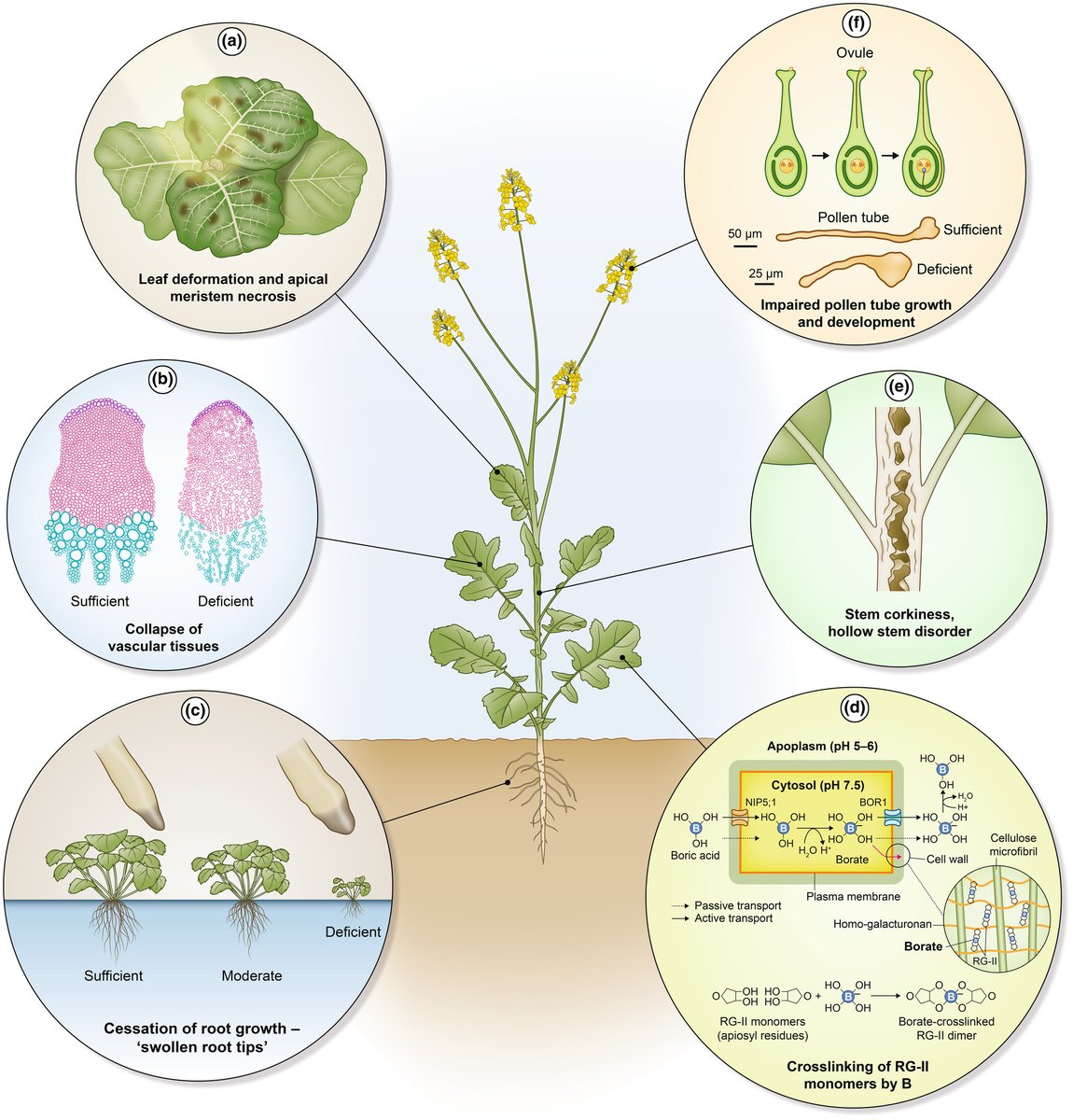 This is a really useful Tansley review by Grmay Hailu Lilay et al. – linking the physiological functions of micronutrients to their deficiency symptoms in plants. Highly recommended. nph.onlinelibrary.wiley.com/doi/10.1111/np…