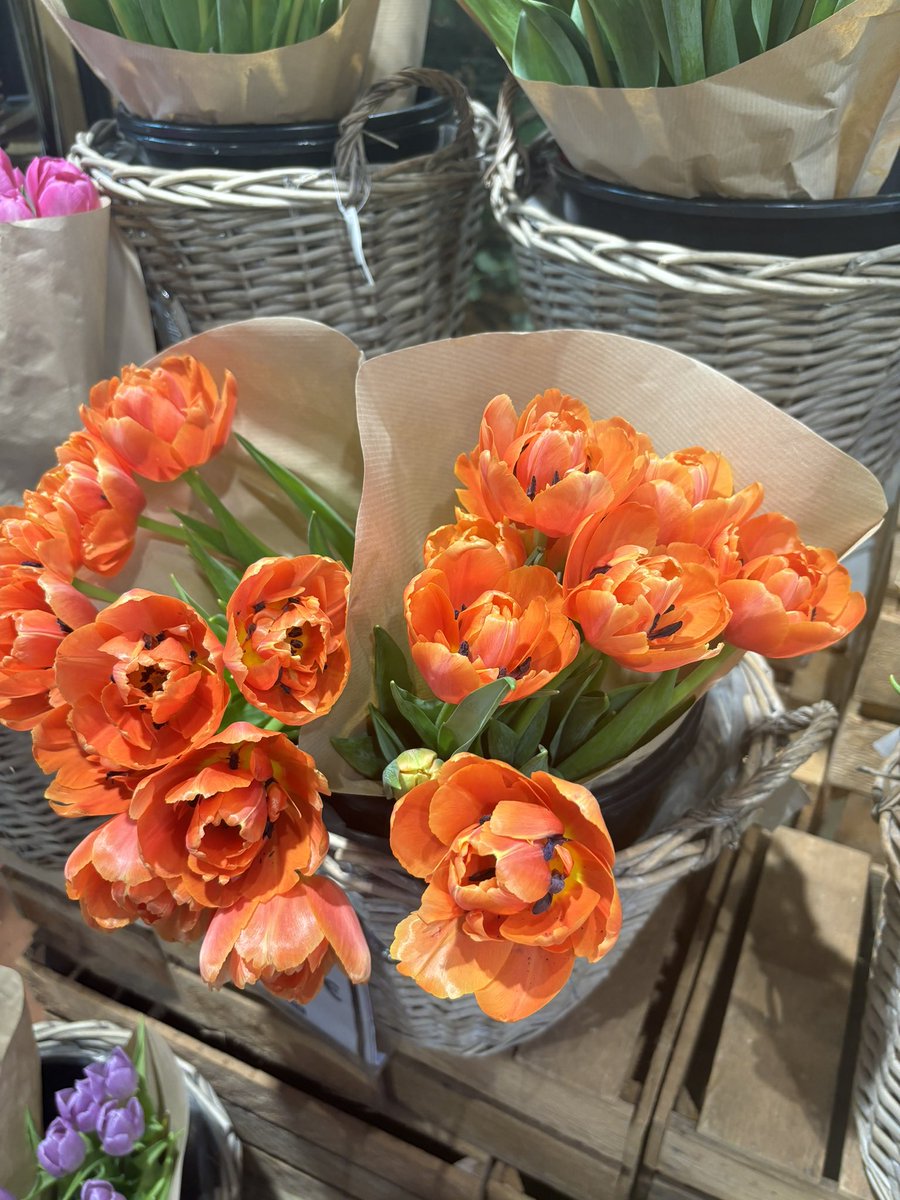 laboguibogui's tweet photo. vivo enamorada de los tulipanes https://t.co/aCCGTuJ1Ii