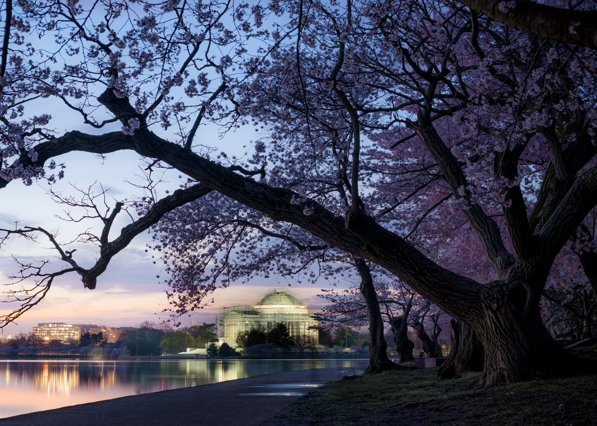 One more fave sunrise from a few years ago @WashProbs @washingtondc @washingtonian @PoPville @capitalweather @NationalMallNPS @nationalmall @NatlParkService #WashingtonDC @usinterior #findyourpark #NikonNoFilter @StormHour @ThePhotoHour @nikonusa @cherryblossfest @buzzfeedstorm