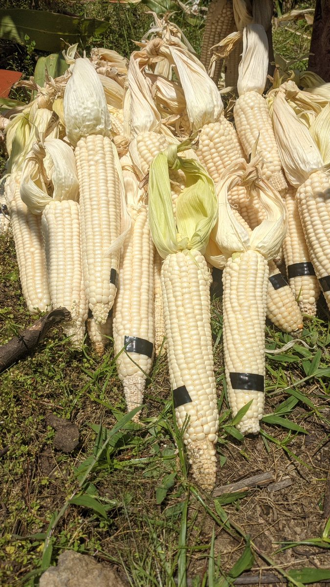 Today,in #Gataraga sector @MusanzeDistrict,we harvested our maize we conducted for research trial about different #biopesticides to control fall armyworm!!We absolutely appreciate #ACORDRwanda for the partnership in promoting agroecological practices!
@AlexandreRutik1 
@uwisizeg