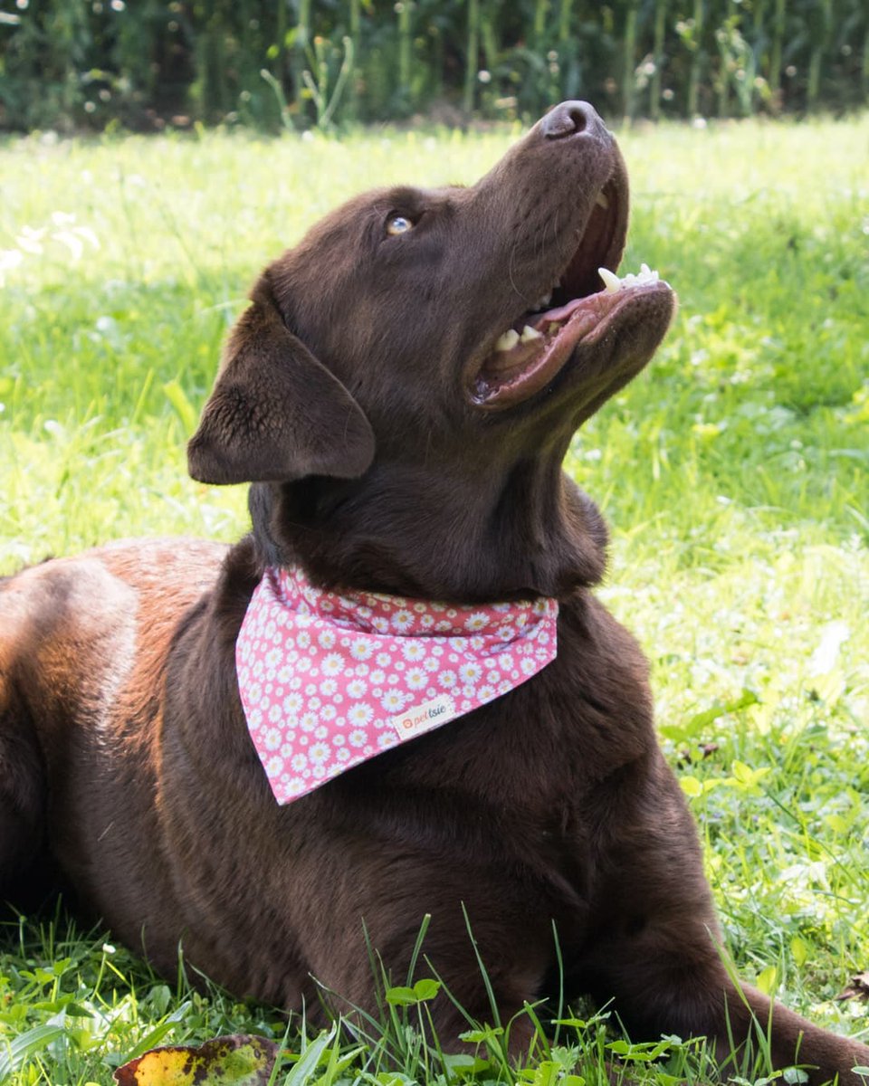 Eco-chic vibes for our furry friends! 🌿🐾 Introducing the Pettsie dog collar with bandana, crafted from sustainable hemp and cotton. Because style should never compromise sustainability. Let's make a paw-sitive impact together!

#pettsie #dogbandana #dogcollars #dogcollar