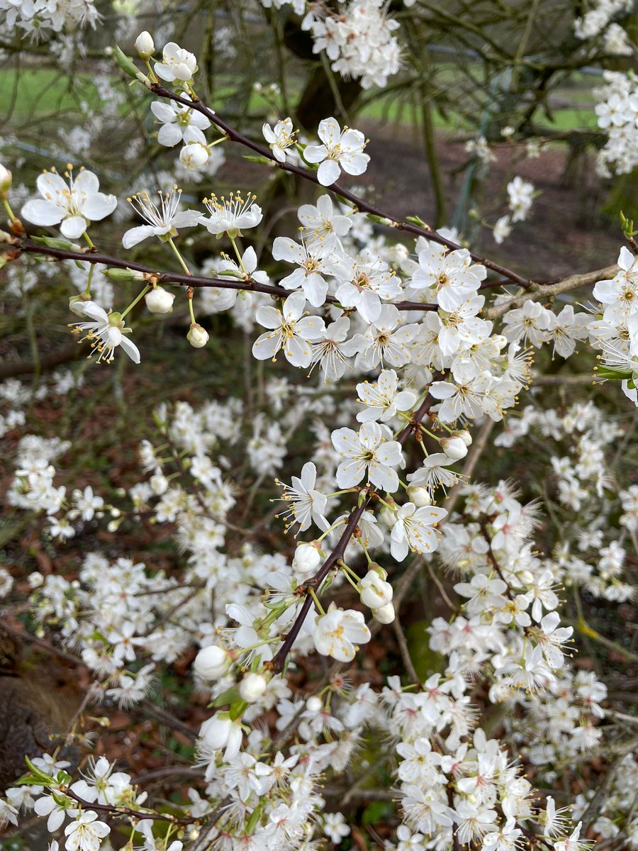 Beautiful blossom is starting to appear at #IlamPark. A sure sign of spring and a mark of the change of seasons. 📸Thanks to Lucy, one of the gardeners at Ilam Park, for these lovely photographs. #BlossomWatch #spring #blossom #staffordshire #peakdistrict