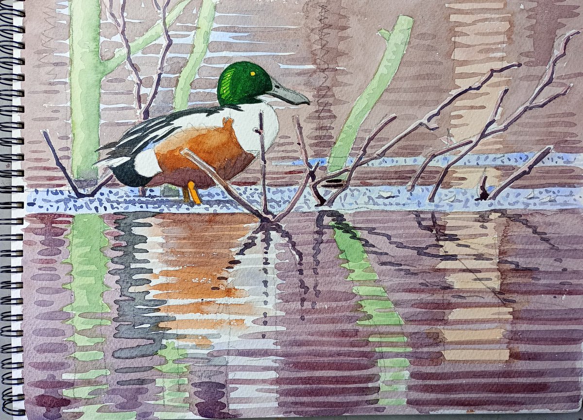 Smart drake Shoveler amongst the ripples at Keeler's, Wivenhoe this morning @Evansthegrump @EBwSTweets @swlanaturaleye @SwarovskiOptik @artpublishing