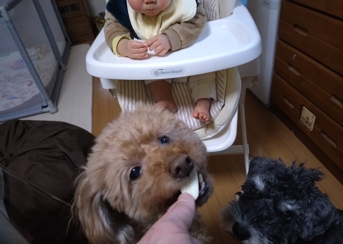lavender0909's tweet photo. なぜか犬のおやつより赤ちゃんのおやつが大好きなワンズ🐶
食いつきが全く違う🤣 https://t.co/wWwwv7l0Xb