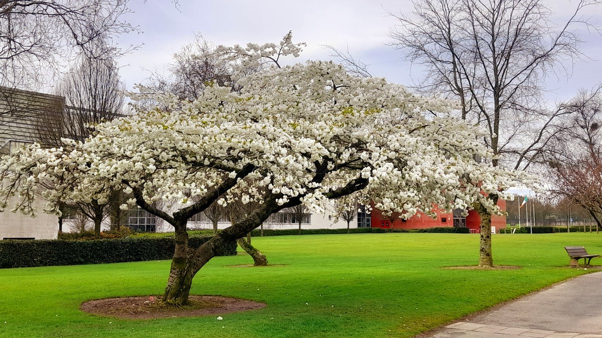 Spring has definitely arrived on #SETUCampus Waterford @SETUIreland #CherryBlossoms