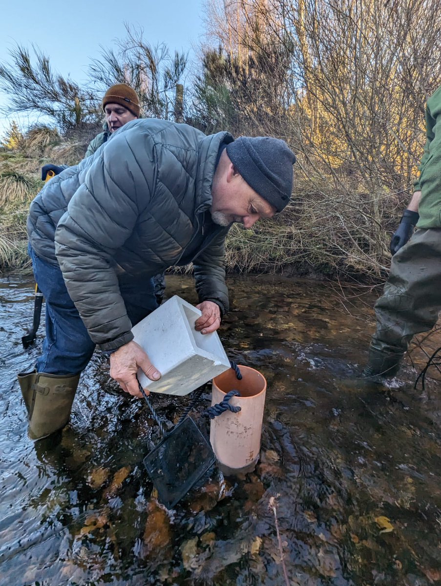 Over the past few months, our hatchery manager and bailiffs have been busy 'planting out' large quantities of salmon eggs throughout the Spey catchment.😁 By now these eggs will have hatched and will help to increase the fry and parr densities in our rivers!👏