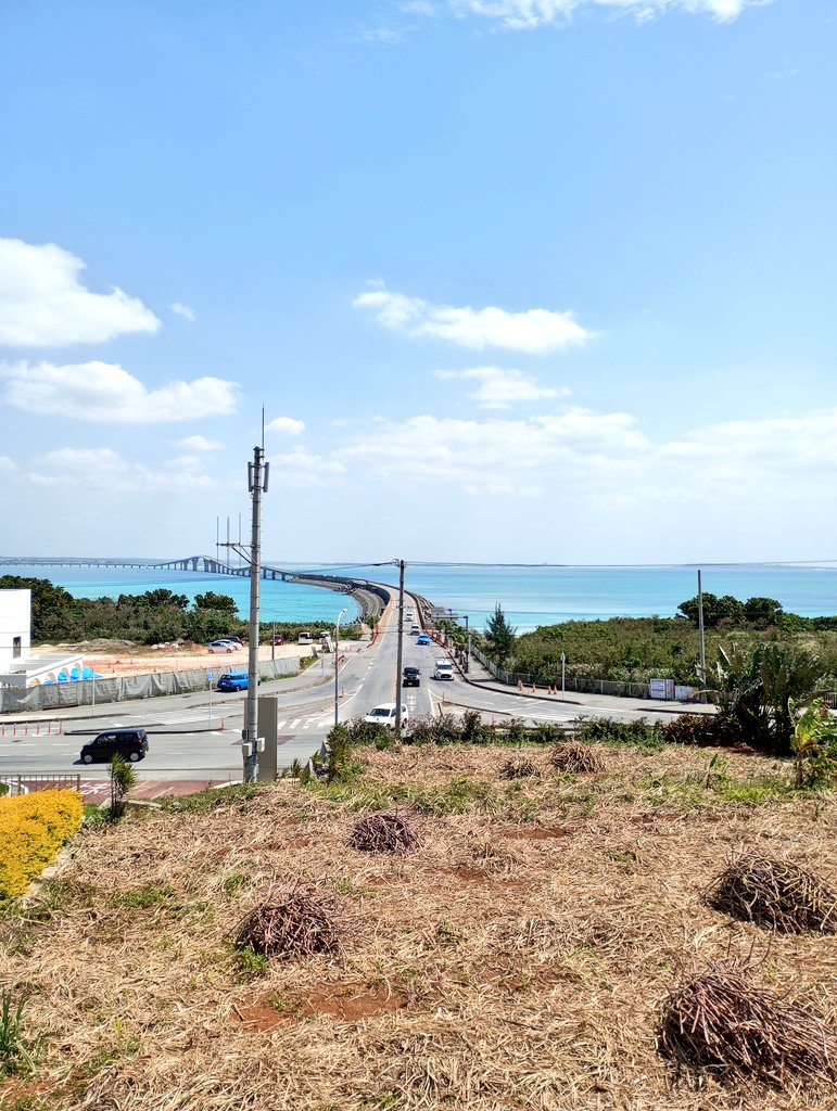 Spoon_385's tweet photo. 手刈りのサトウキビを眼下に見ながらの伊良部大橋です。
宮古島きてもうやりたくないことに手刈りがあります💧
 #宮古島  #沖縄 https://t.co/KsS17cCm8l