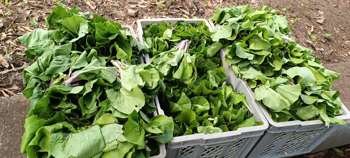 Los esfuerzos por una agricultura sostenible en la <a href="/UniversidadMoa/">Universidad de Moa Dr. Antonio Núñez Jiménez</a> están dando sus frutos. Este es solo el comienzo de un futuro más verde y próspero. Que asegura la soberanía alimentaria.  <a href="/MoaDesarrollo/">Moa Endesarrollo</a> 🌱🍅 <a href="/CubaMES/">MES</a> <a href="/AAB_Cuba/">Alicia Alonso Becerra</a> <a href="/WalterBG_MES/">Walter Baluja García</a> <a href="/ale6martinez/">Alexei Martinez Mora</a>