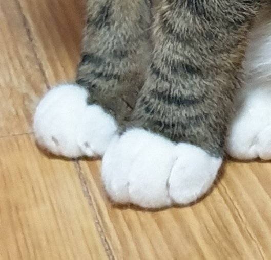 주문하신 우리 집 냥이 찹쌀떡 두 개 나왔습니다~