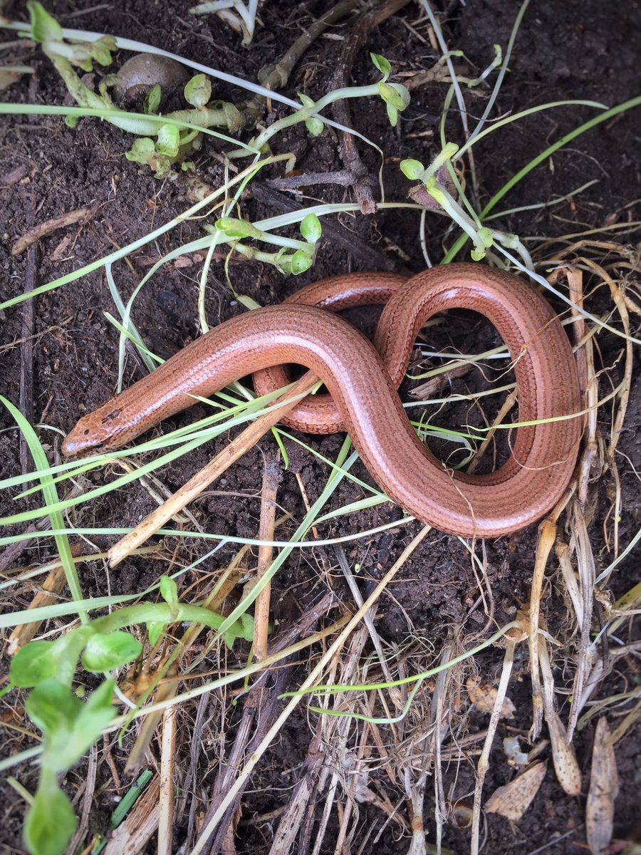 They’re back! First Slow Worm of the year in our garden today.