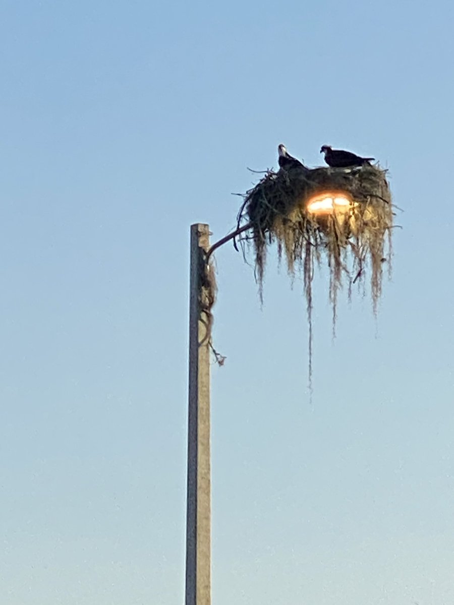 Osprey couple built a fine nest - by covering the daylight sensor the streetlight stays on as a brood heater.