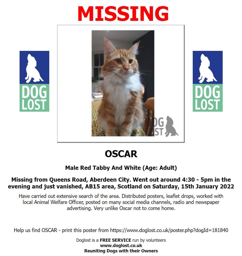 MissingPetsGB's tweet image. #MissingCatsDay OSCAR has been #Missing for 2 years. Red mackerel &amp;amp; white Maine Coon. Likely stolen from Queens Road area, #Aberdeen Please keep a look out for cats like Oscar near you. He is neutered &amp;amp; microchipped (flagged stolen). Please get in touch with @McCraithLynette