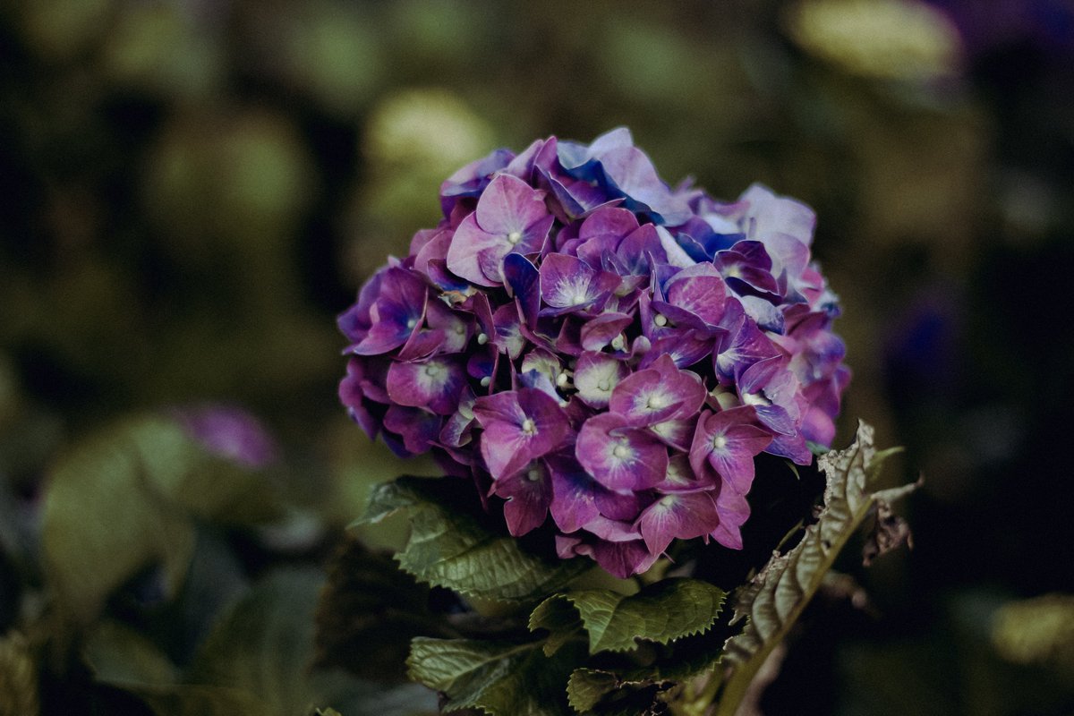 some flowers from surreal music video to celebrate national flower day. 🙂

listen to 'surreal' on all streaming platforms
🔗 justin.tunelink.to/surreal