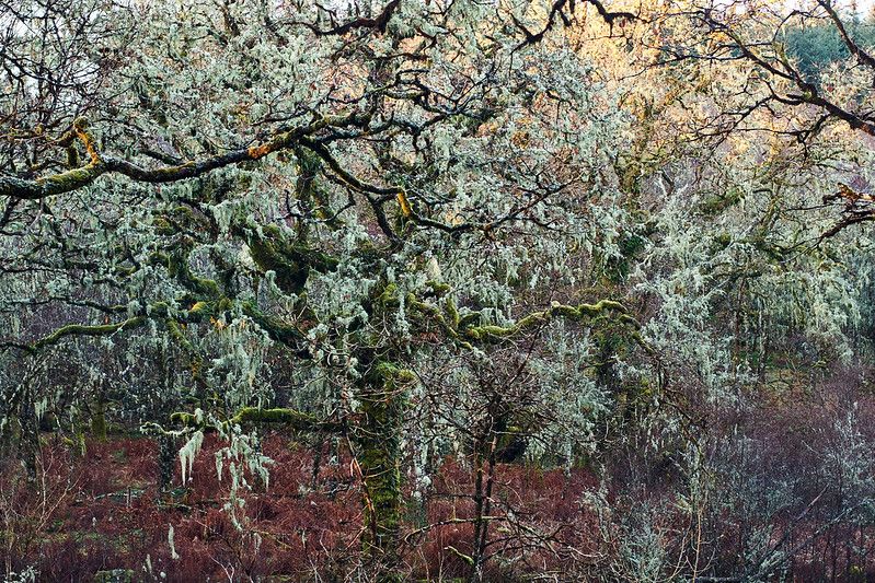 ASRainforest's tweet photo. On International Day of Forests, let's celebrate #ScotlandsRainforest &amp; the dedicated restoration work underway by so many individuals, communities and organisations. 
#InternationalDayOfForests #ScotlandsRainforest 
📷  Ben Andrew, Stan Phillips, Caz Austen, Colin Wilkinson https://t.co/p9BNdkuWcb