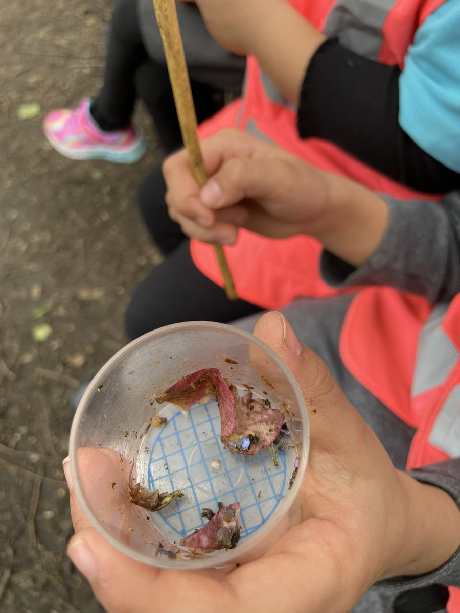 AgerKelly's tweet photo. Giraffes are @RSPBRainham learning about how plants grow and attract insects.
@Chloe_TVI this afternoon is bird watching. @Amy_TVI @TVIOffice @TVInfants 
What a beautiful day to be outside exploring 😊 https://t.co/BQLbbu2RBV