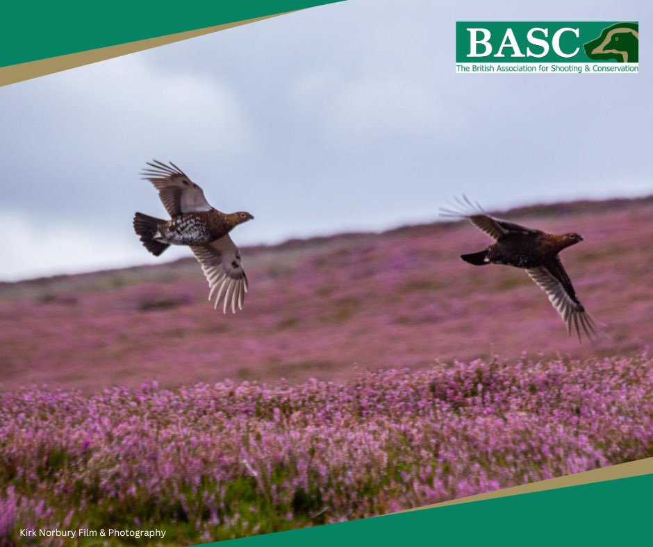 BASCScotland's tweet photo. ❗️Final Vote 

Today will see the final vote on the Grouse Bill.

@BASCnews will be in @ScotParl to watch the proceedings. Keep an eye on our social media channels for all the latest updates. 

📺 You can watch from 2.45pm on: https://t.co/olMSRZFafI

#bascscotland https://t.co/Z3YPJjjkNi