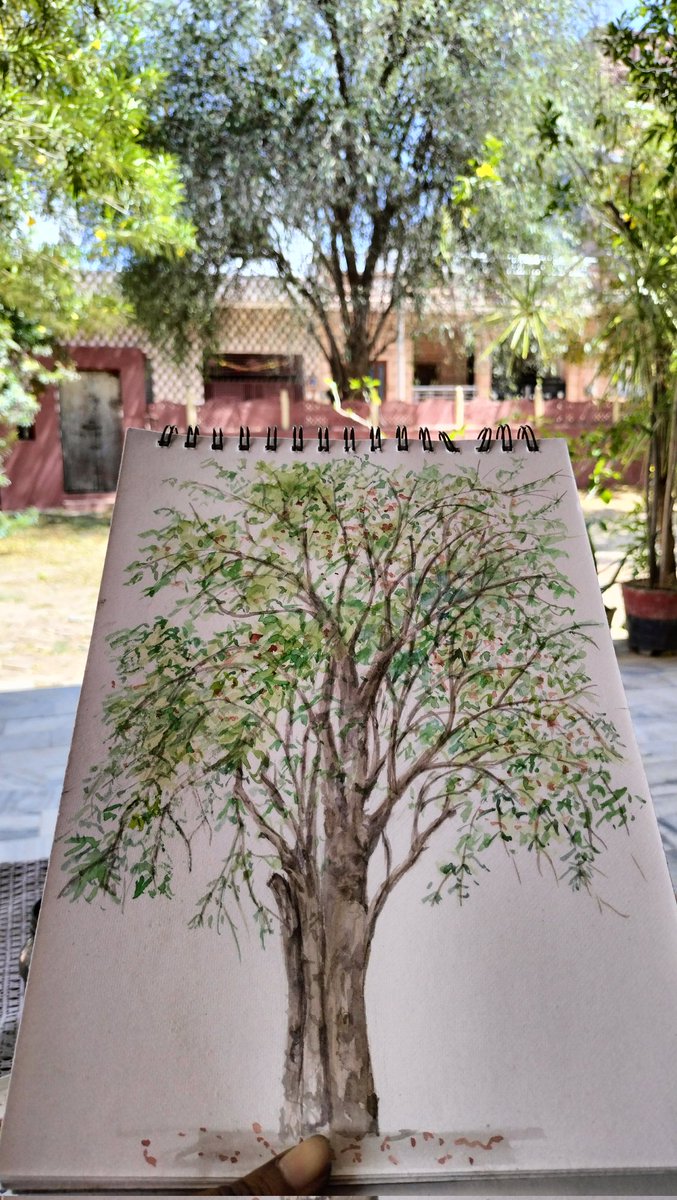 Roheda tree and flower. Finally got to meet the state tree of #Rajasthan 

#statetree #botanicalart #watercolorpainting #IndiAves