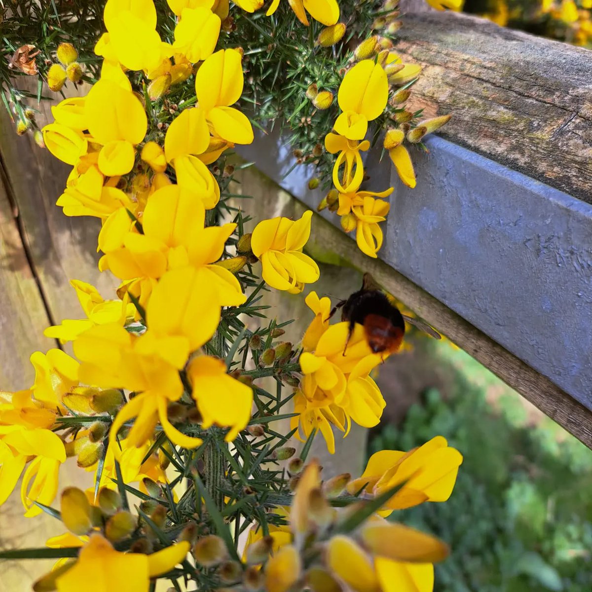 Spring is here the bees are out and about on sunny days. This queen Redtail Bumblebee (Bombus lapidarius) was forging in the gorse on the coast path. 🐝 You can record your sightings via the #LERCWalesApp or through our website link in bio 👆. #bees #spring #springwatch