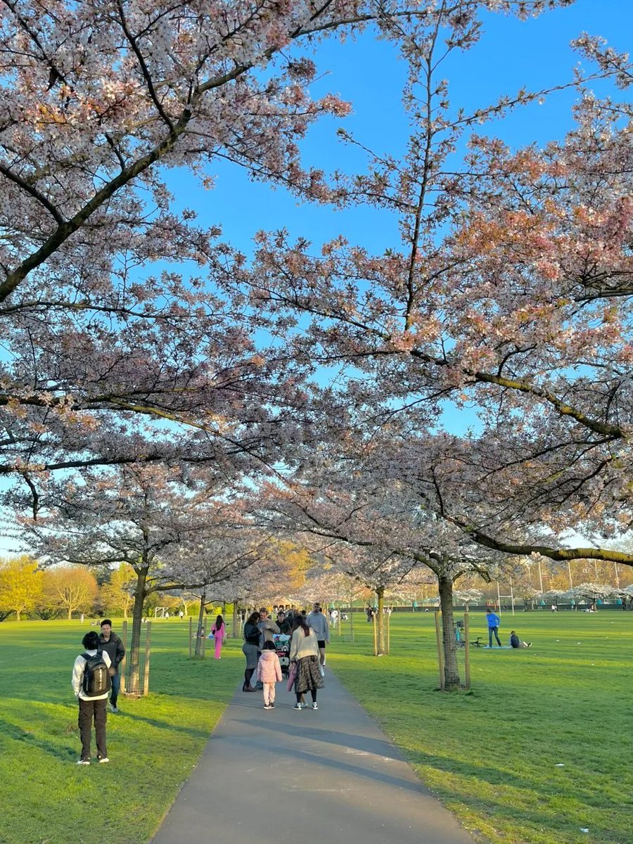 London Park | Battersea Cherry Blossom Season in March🌸.  .  .  #London #LondonPark #batterseapark#cherry