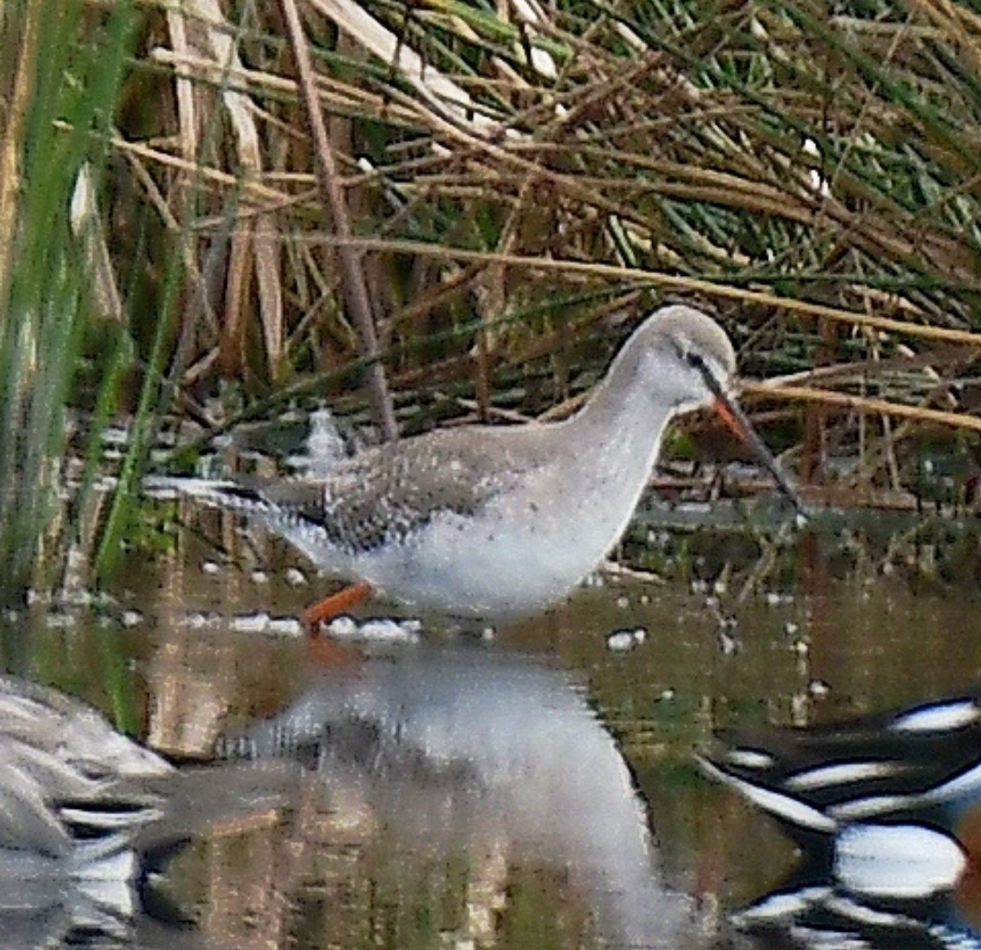 Spotted Redshank, Catcott Nature Reserve today