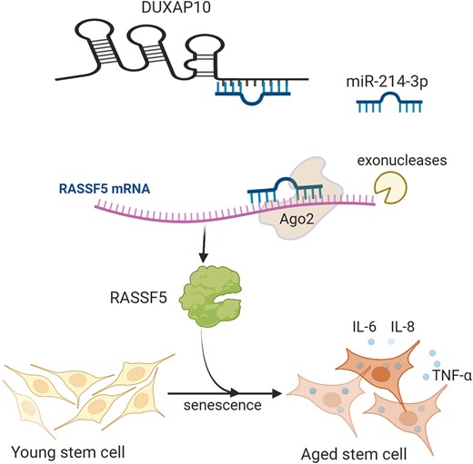 This study provides some new insights into the molecular mechanism underlying age-related adipose stem cell (ASC) dysfunction, highlighting DUXAP10 and miR-214-3p as potential rejuvenating factors for aged stem cells. doi.org/10.1093/stcltm…