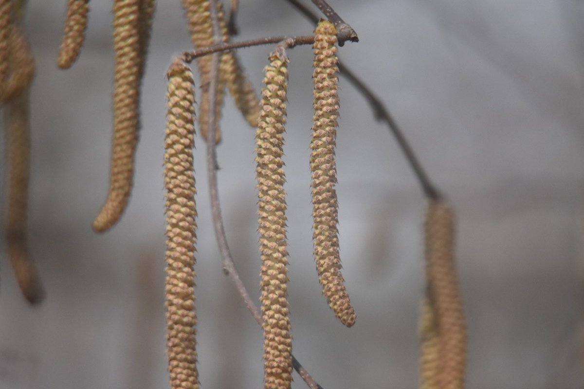 🌸 Trees bloom too! Catkin flowers, like those in willows & hickories, add charm. Quick facts: 1. Early bloomers 2. Named for furry appearance 3. Male, female, or both 4. End of winter marker 5. Symbolize renewal. Thanks to Naturalist James Anderson for the photos! #Spring2024