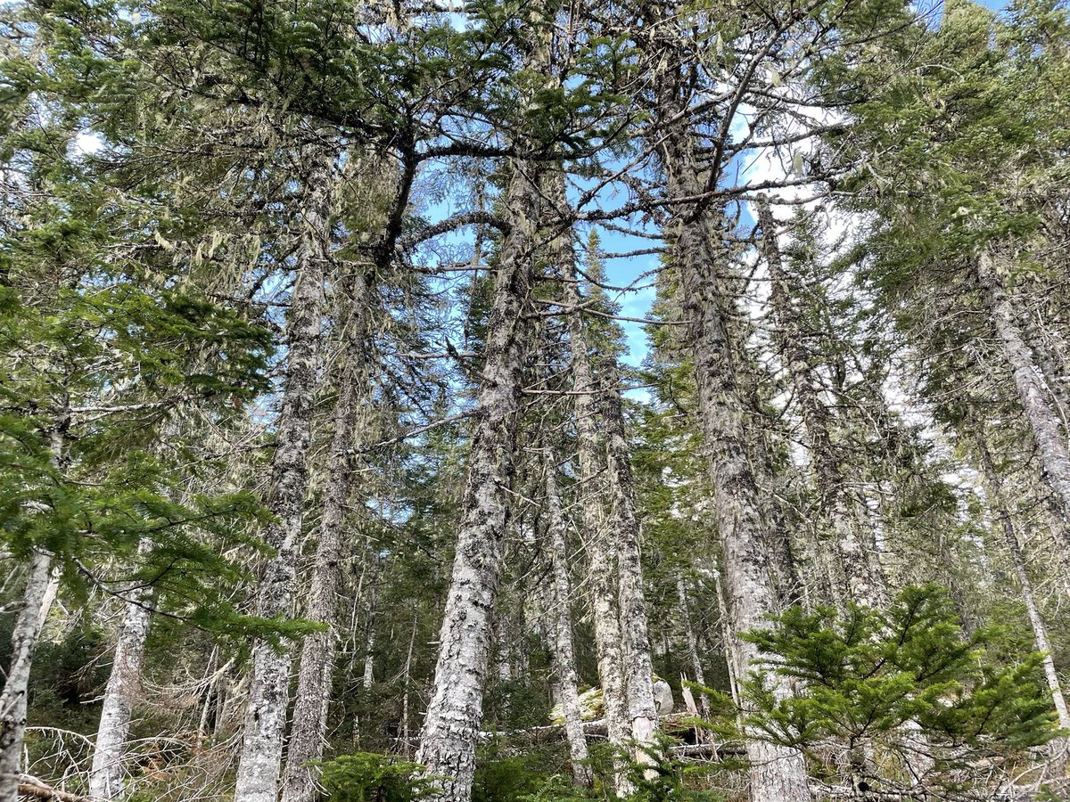 Because it’s the International Day of Forests…