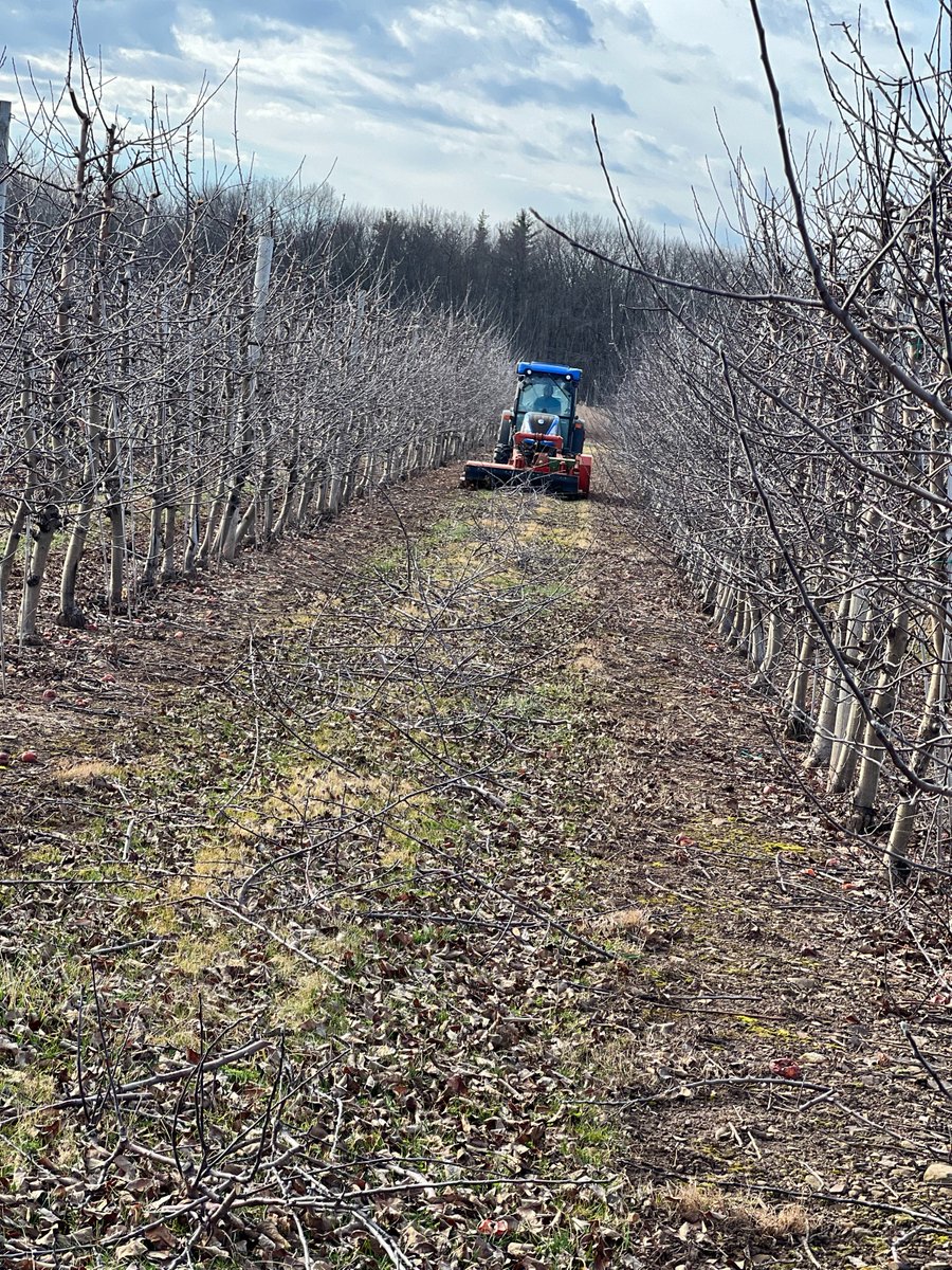 Spring is right around the corner and our trimmers are hard at work getting the trees ready while they are still dormant.  Pruning involves specific cuts to our trees to help determine canopy size and bud counts for our high density trees.  #niagarafreshfruit #lakesideorchards