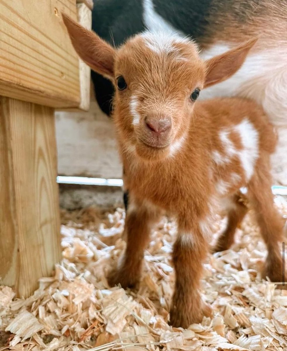 The Spring Equinox ushered in a sweet surprise at the Seven Oaks Ranch! These twin Nigerian Dwarf Goats are Palm City’s newest residents 🐐💕📸: IG user thesevenoaksranch #DiscoverMartin #ExploreNaturalMartin #LoveFL