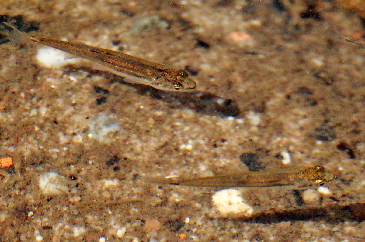 squaresteps's tweet image. This TROUT stream runs through the narrow green belt between Birmingham and Coventry, that developers are slowly eroding. Its large flood plain areas control the flow and keep it clean. It is an SSSI that relies on the flood plains and deserves to survive.