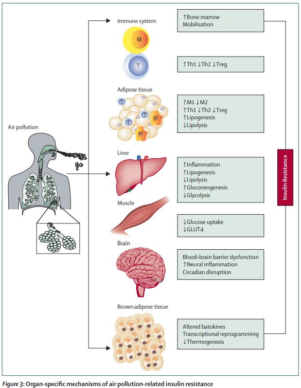 Air pollution exposure and #cardiometabolic risk thelancet.com/journals/landi… type 2 #diabetes #T2D #AirPollution