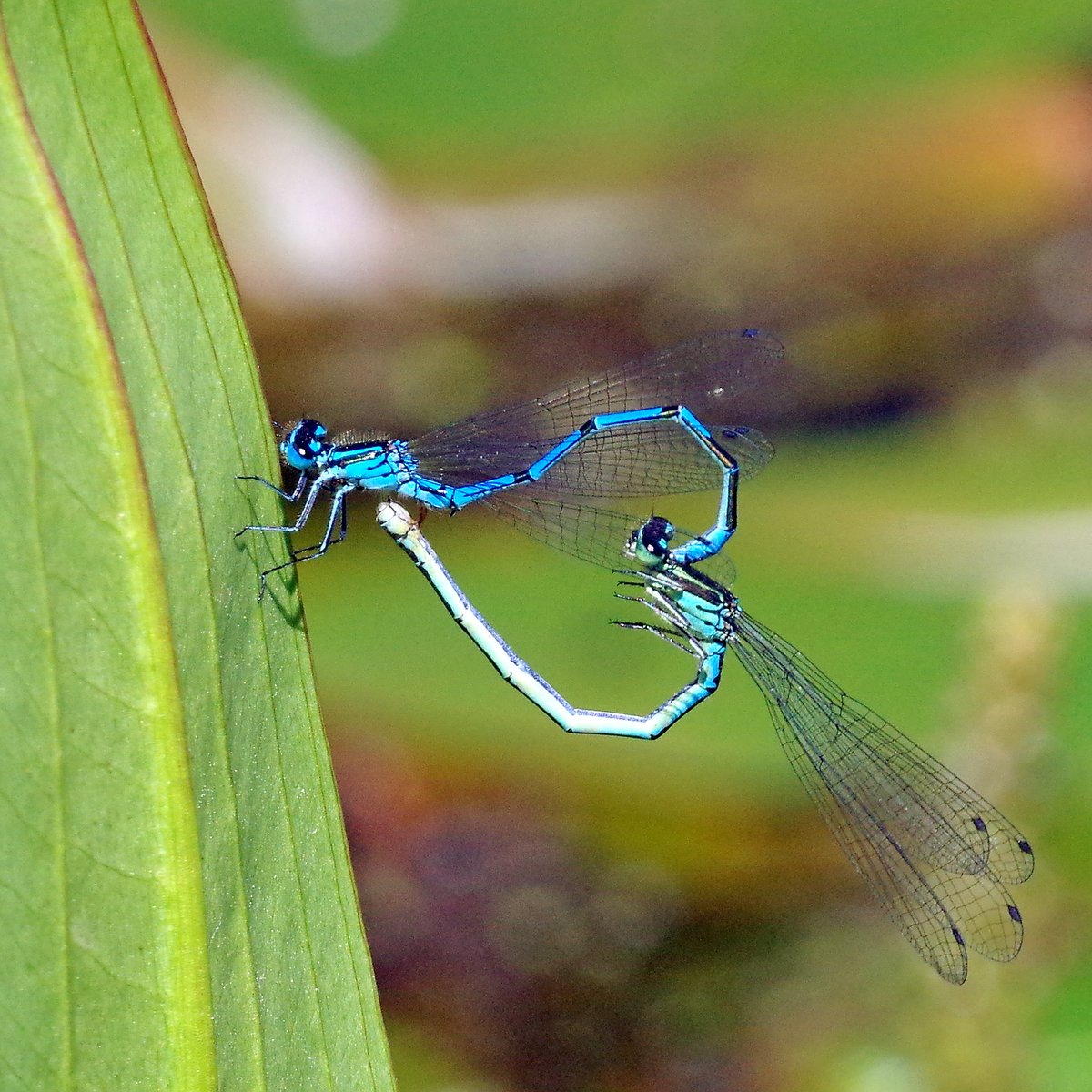 squaresteps's tweet image. This TROUT stream runs through the narrow green belt between Birmingham and Coventry, that developers are slowly eroding. Its large flood plain areas control the flow and keep it clean. It is an SSSI that relies on the flood plains and deserves to survive.