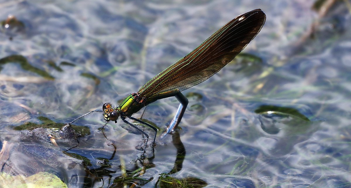 squaresteps's tweet image. This TROUT stream runs through the narrow green belt between Birmingham and Coventry, that developers are slowly eroding. Its large flood plain areas control the flow and keep it clean. It is an SSSI that relies on the flood plains and deserves to survive.