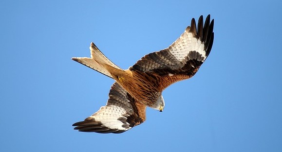 Ich sehe gerade ein Gabelweihenpaar am Himmel seine Runden drehen. Schön, dass der Rote Milan von der Liste der bedrohten Tierarten gestrichen werden konnte.