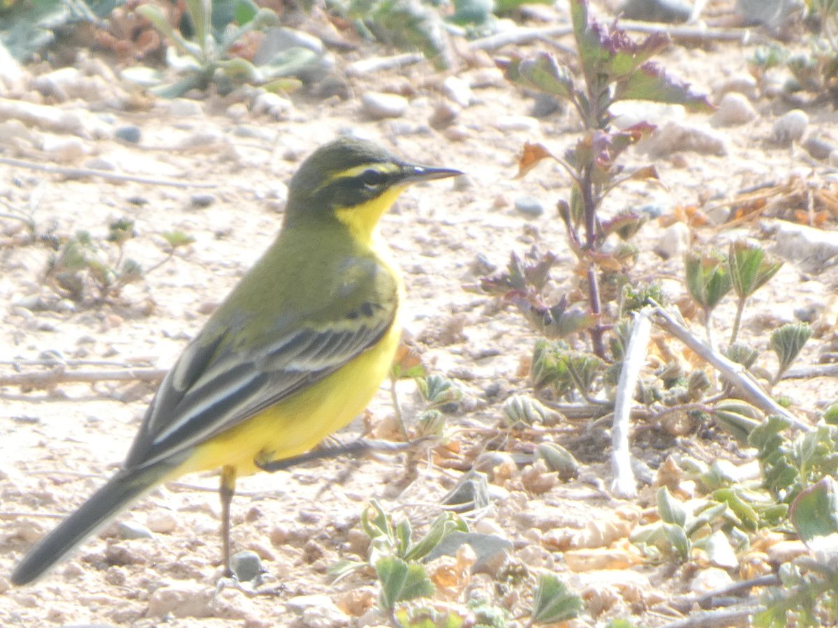 Unbelievable day birding in Cyprus paphos headland this morning. Difficult to name and ID them all. Im guessing these are all western yellow wagtails. But they all look. Different😂@Britnatureguide @NatureUK @Natures_Voice @IoloWilliams2 #nature #wildlife #TwitterNature