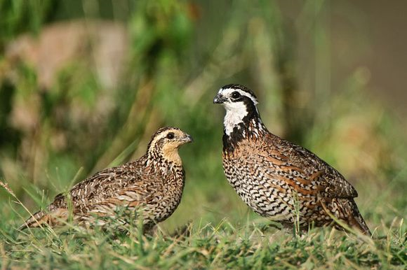 Bobwhite Quail Back In Pennsylvania!  A wildlife species native to Pennsylvania but long missing is back home again.
#conservationatwork
Read more: media.pa.gov/pages/game-com…