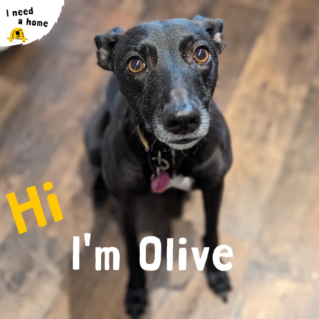 Beautiful Olive is looking for her fur-ever home 🏠💛 She is a friendly girl, who loves exploring on her walks 🐾⁣⁣ ⁣⁣ If you are looking to adopt Olive🐾you can favourite her on your Apply to Adopt Application💛⁣ #ADogIsForLife #AdoptDontShop @Dogstrust ⁣⁣