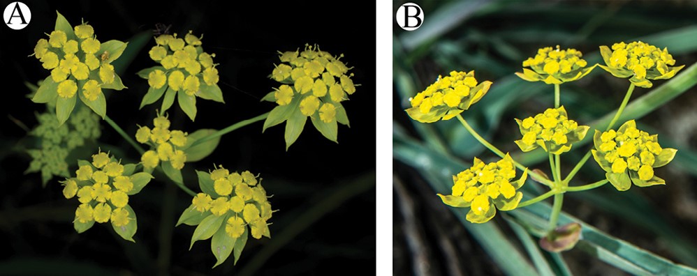 Researchers propose a new combination and synonym in the genus Bupleurum, based on morphological, molecular and cytological evidence. 🔗 doi.org/10.3897/phytok… #Apiaceae