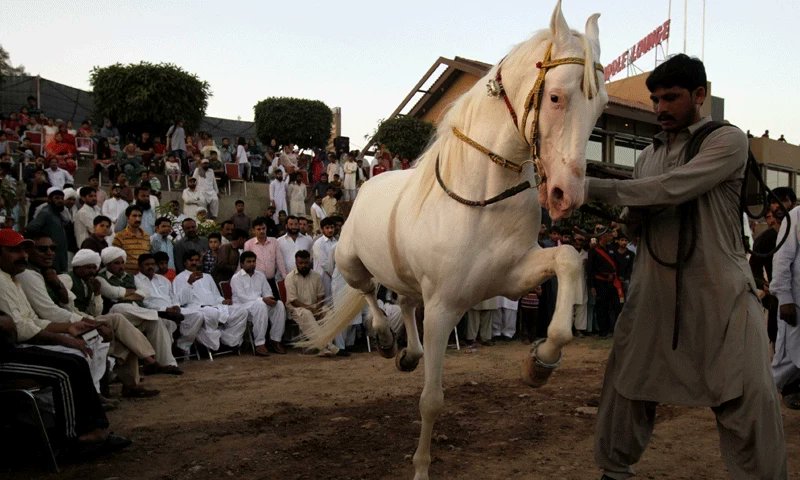 A traditional horse dance competition in Punjab gripped the attention of viewers when horses shook their legs to the drum beat.