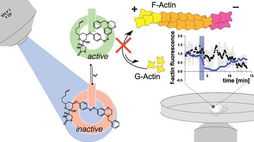 Optical Control of G-Actin with a Photoswitchable Latrunculin

<a href="/J_A_C_S/">J. Am. Chem. Soc.</a> #Chemistry #Chemed #Science #TechnologyNews #news #technology #AcademicTwitter #AcademicChatter

pubs.acs.org/doi/10.1021/ja…