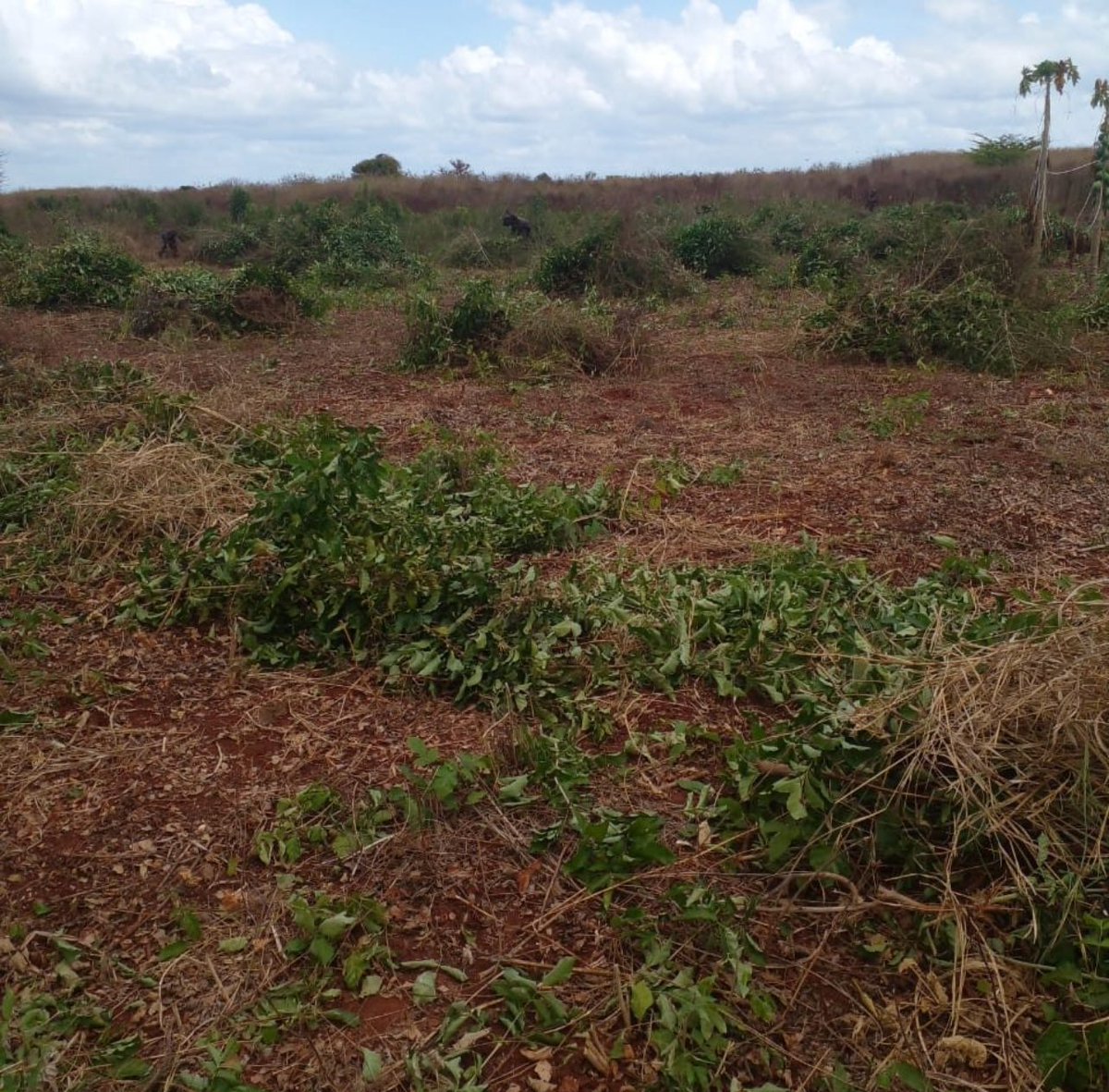 ArchipelagoFarm's tweet photo. Our team in Lamu is busy preparing for the upcoming planting season, despite Ramadan observance. They’re ensuring everything is set for pumpkin planting as the rainy season approaches. With careful planning and hard work, they aim for a successful season ahead. #FarmPreparation https://t.co/qkPSo17ccQ
